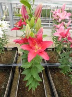 [4606 VZ W08 0690-01 Zagota No01.JPG]